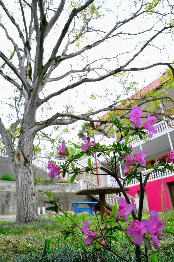 Sofia Guest House Κουτάισι Εξωτερικό φωτογραφία